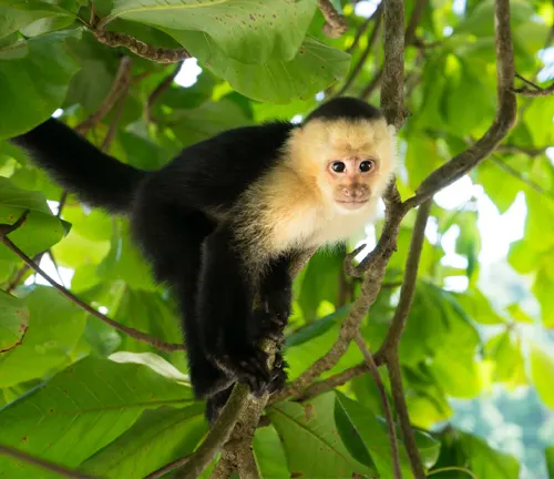 Capuchin monkey, primarily black with beige coloring, resting on a tree branch in a natural, wooded environment