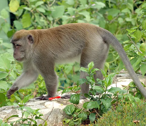 Macaques Monkey: Exploring the Enigmatic Primates