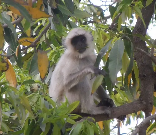 Langurs Monkey