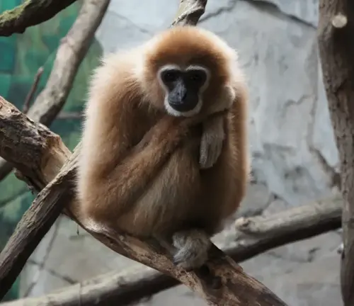 Thoughtful Lar Gibbon on a tree branch against a rocky background