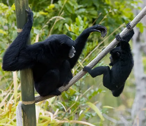 Siamang Gibbon and its young hanging on ropes amidst greenery