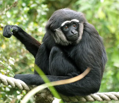 Obscured Agile Gibbon sitting on a rope in a forest