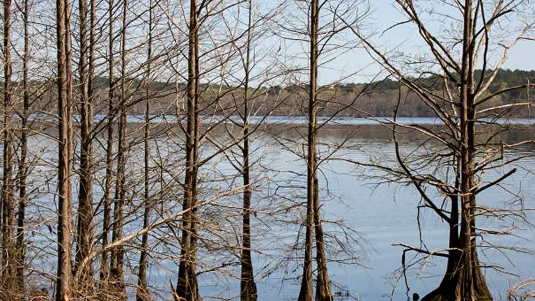 Bare trees by a calm lake at Kisatchie National Forest under a clear sky