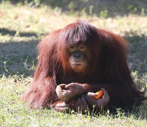 Sumatran Orangutan sitting on grass, holding a carrot