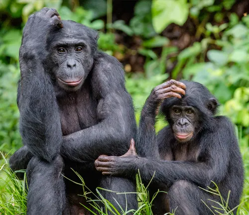 Two bonobos in a lush green habitat, interacting with each other