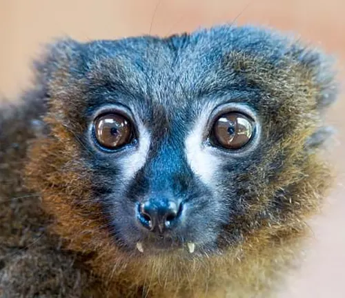 Red-Bellied Lemur Colorful Eyes