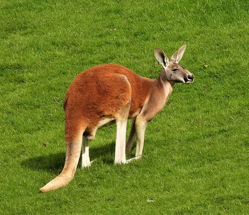 Red Kangaroo Australia's Iconic Marsupial