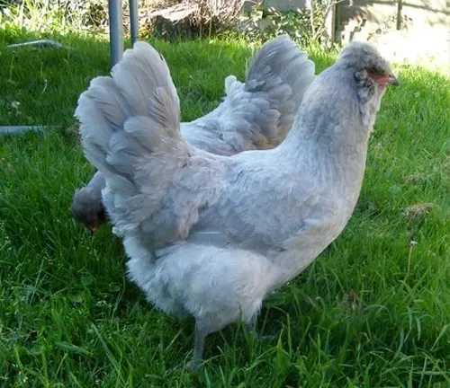 Unique Breed That Lays Blue Egg Araucana Chicken