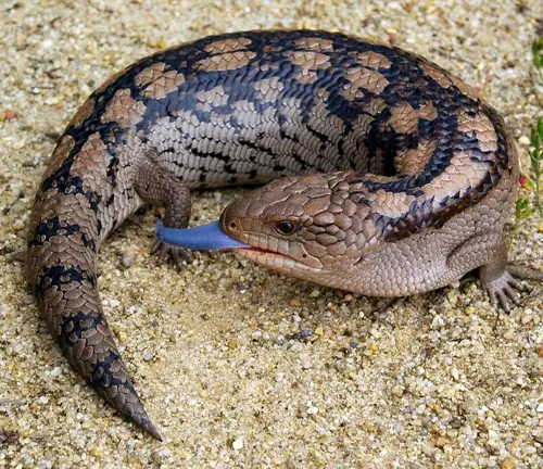 Blue-Tongue Lizard with its blue tongue visible, lying on sandy ground