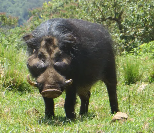 Giant Forest Hog - Forestry.com