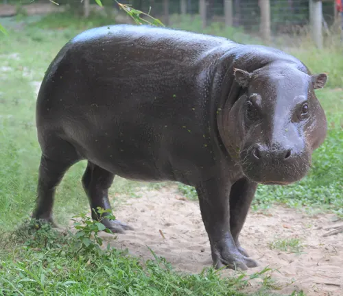 Pygmy Hippopotamus Overview