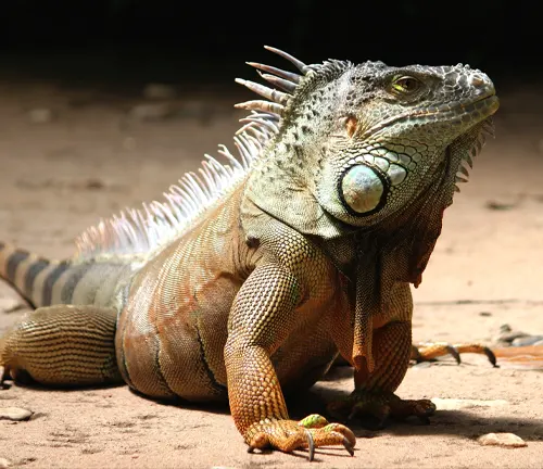 large iguana, emphasizing its size and weight, with intricate scales varying in color from green to brown, and a prominent spiky dorsal crest