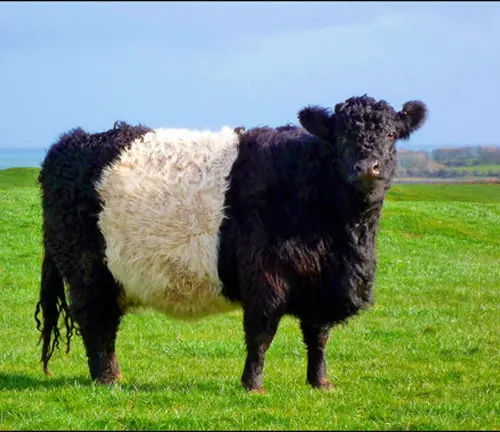 The Alluring Charm of Belted Galloway Cattle