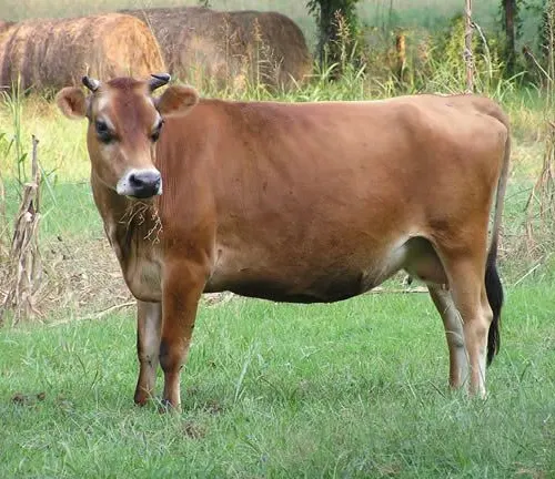 Jersey Cattle