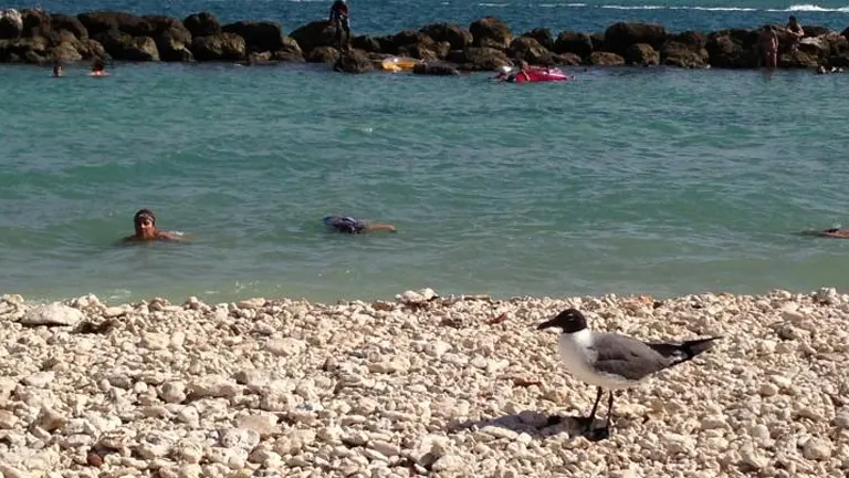 A bird on the rocky shore of Fort Zachary Taylor Historic State Park with people enjoying the clear waters in the background