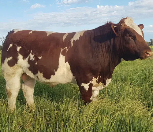 Maine Anjou Cattle