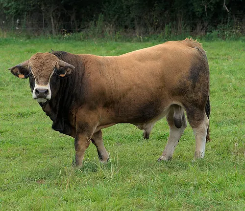 Aubrac Cattle