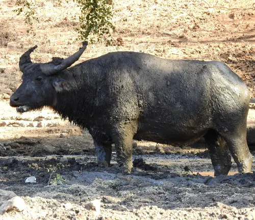 Domestic Water Buffalo
