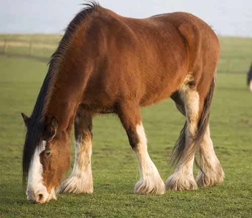 Clydesdate Horse