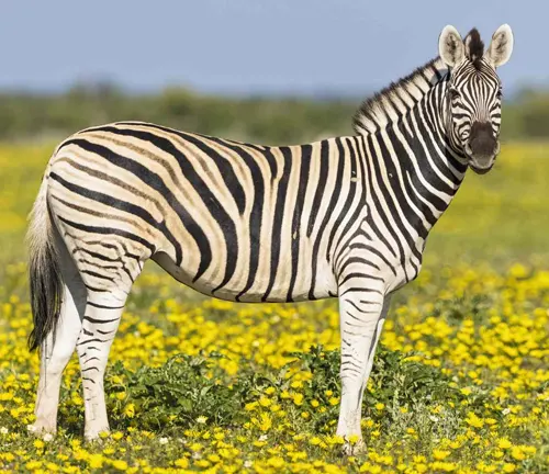 Plain Zebra