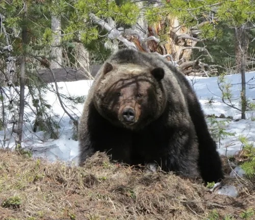 A large brown bear in Banff National Park during a transitional season
