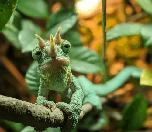 Green Horned Chameleon