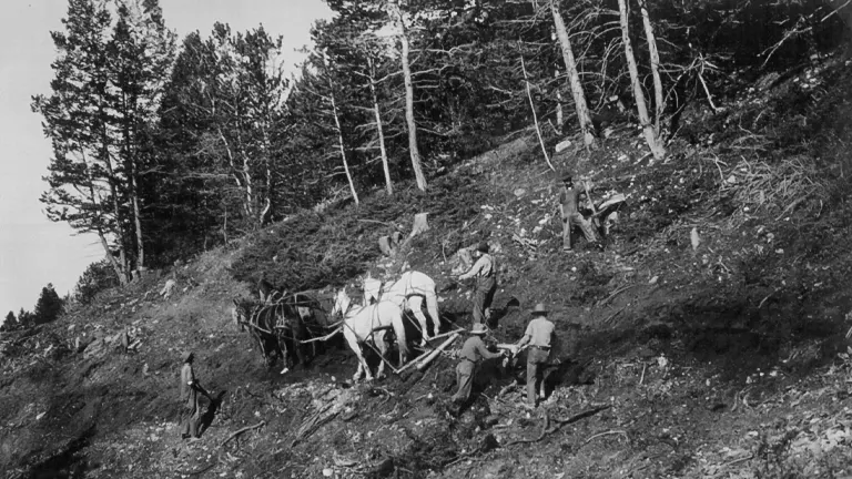 Workers and horses clearing land in Bighorn National Forest