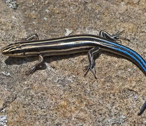 Five-lined Skink - Forestry.com