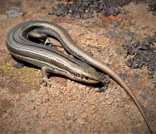 Ground Skink, a small, grayish-brown lizard with a slender, segmented body and a long tail