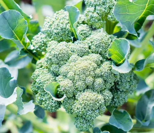 fresh broccoli plant with a large, lush green head surrounded by dark green leaves with slightly wavy edges