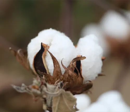 close-up of a cotton plant. Three white, fluffy cotton balls are visible, emerging from their brown, dried capsules