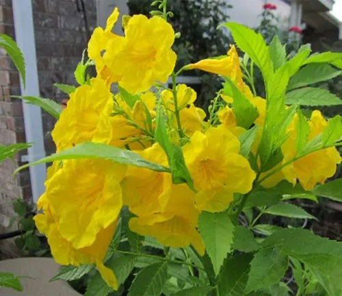 vibrant cluster of bright yellow flowers in full bloom, surrounded by lush green leaves