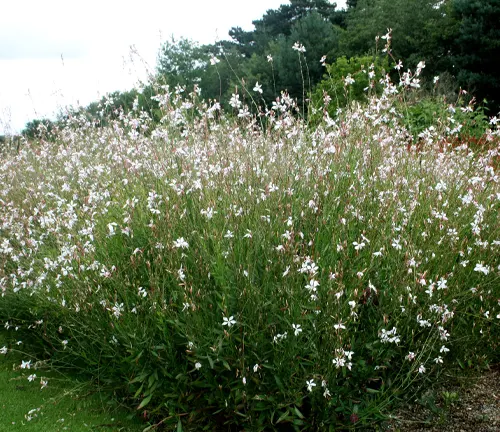 Lush Gaura plant with delicate white flowers blooming amidst green foliage in an outdoor setting