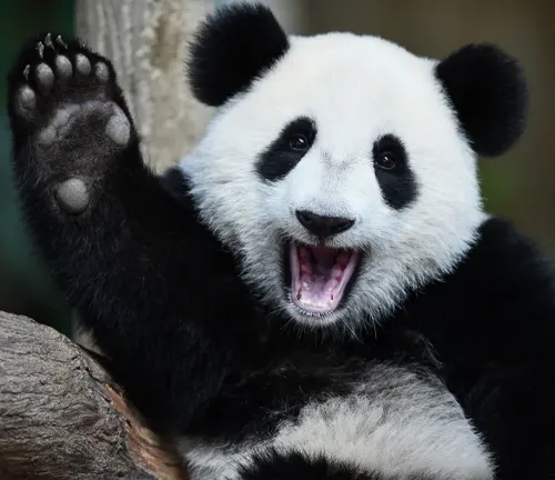 Giant Panda: A Marvel of Nature's Contrasts