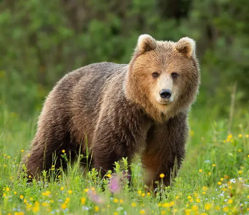 Obscured brown bear in a green field with yellow flowers