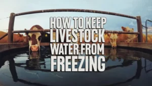 How to Keep Livestock Water from Freezing