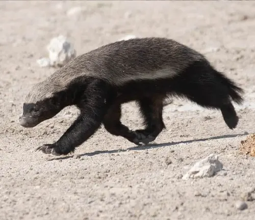 Honey Badger swiftly moving across a rocky terrain