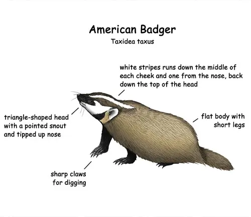 American Badger Physical Characteristics