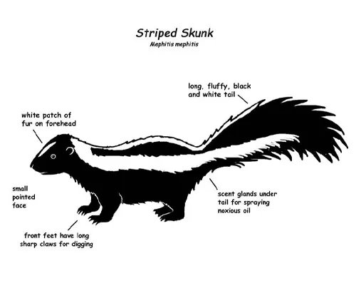 Striped Skunk Physical Characteristics