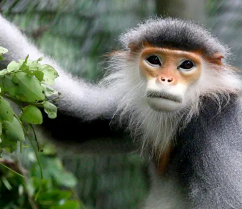 Langurs Monkey - Physical Characteristics