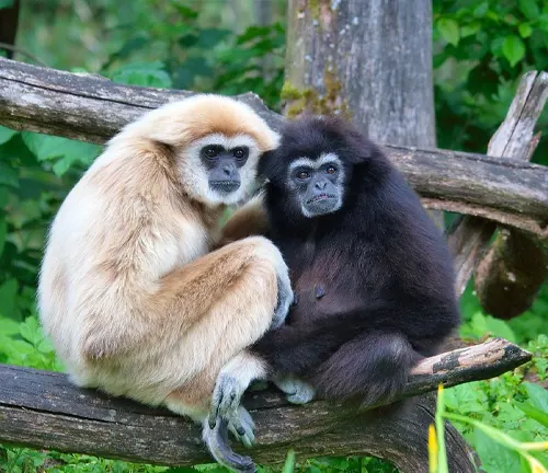 Two Lar Gibbons, one light and one dark, on a wooden structure amidst greenery