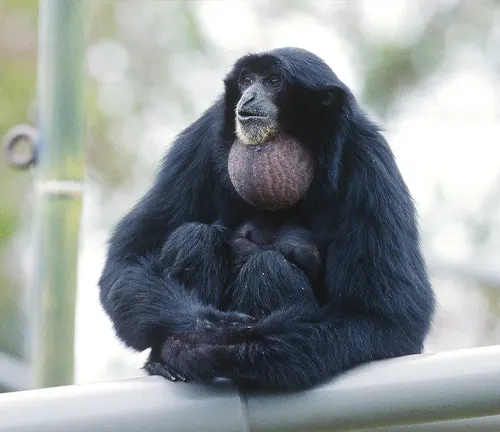 Siamang Gibbon with inflated throat sac sitting on a railing