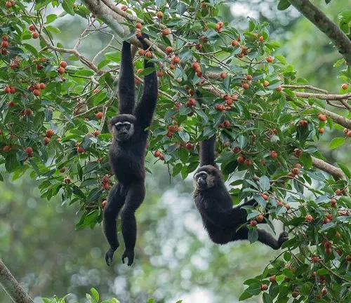 Two Agile Gibbons of different sizes hanging from a tree branch in a forest