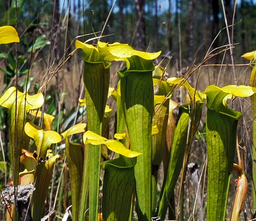 Pale Pitcher Plant