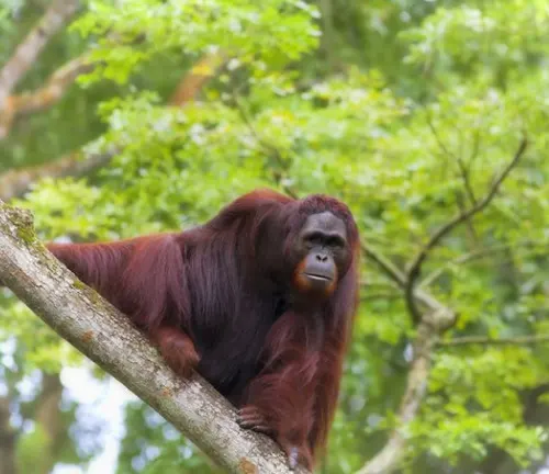 Sumatran Orangutan perched on a tree branch in a forest