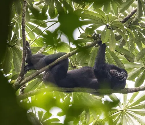 Bonobo resting on a tree branch amidst green foliage in its natural habitat