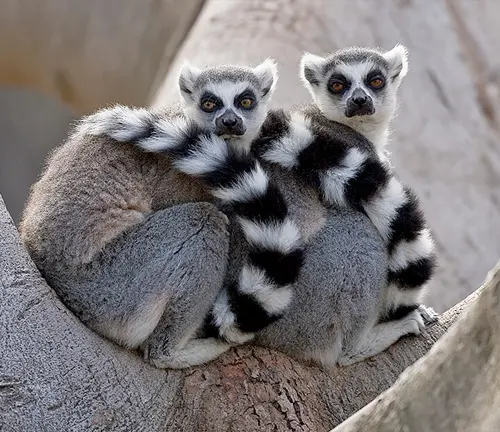 Photo Gallery | Beza Mahafaly Lemur Biology Project | University of  Colorado Boulder