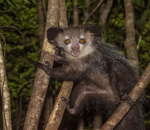 Aye-Aye lemur with large eyes and bushy fur, clinging to tree branches in a nighttime forest setting
