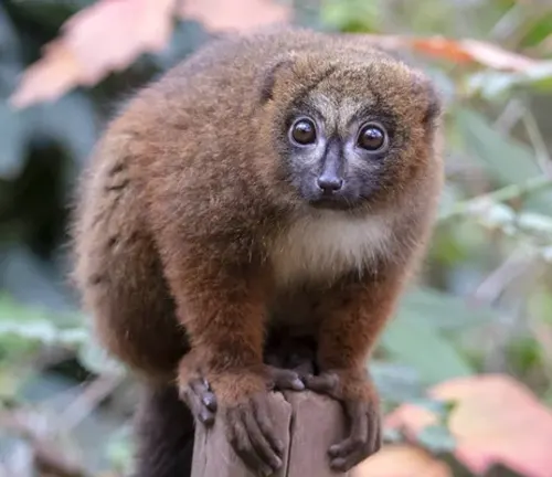 Red-Bellied Lemur Size and Weight