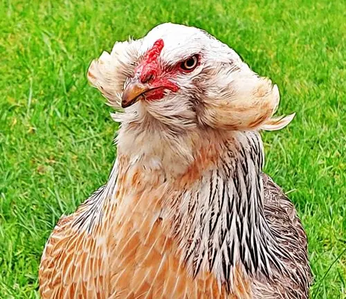 Araucana Chicken Unique Appearance